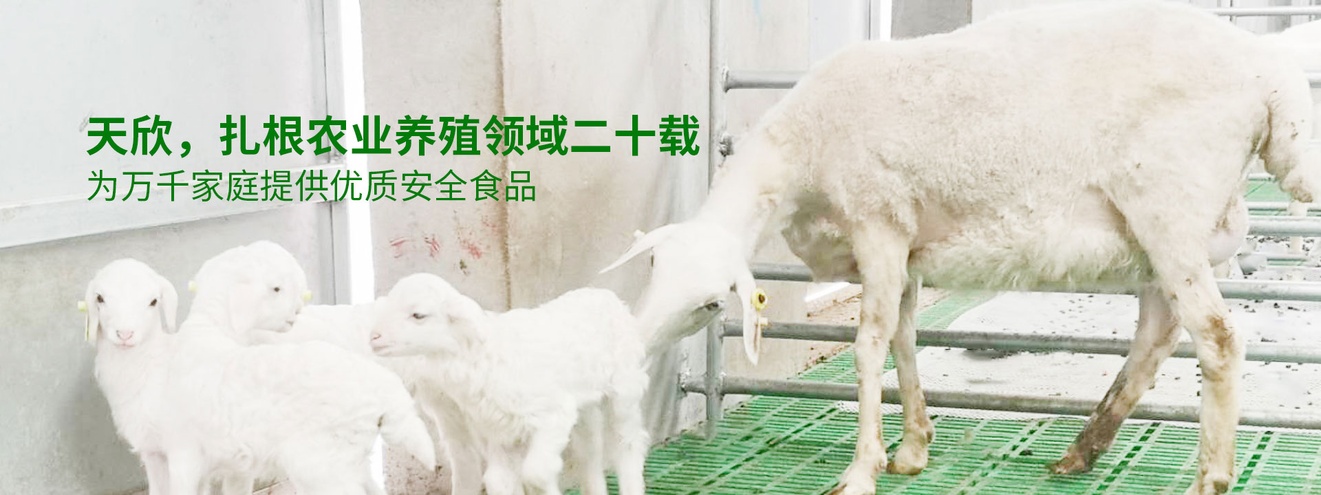 bsport中国官网